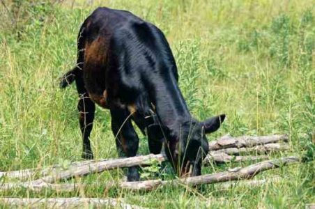 Grassfed Kansas Beef Feeds Overseas Troops Image